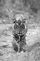 41 - Panthera tigris killer look 2 - RICH LEO - england